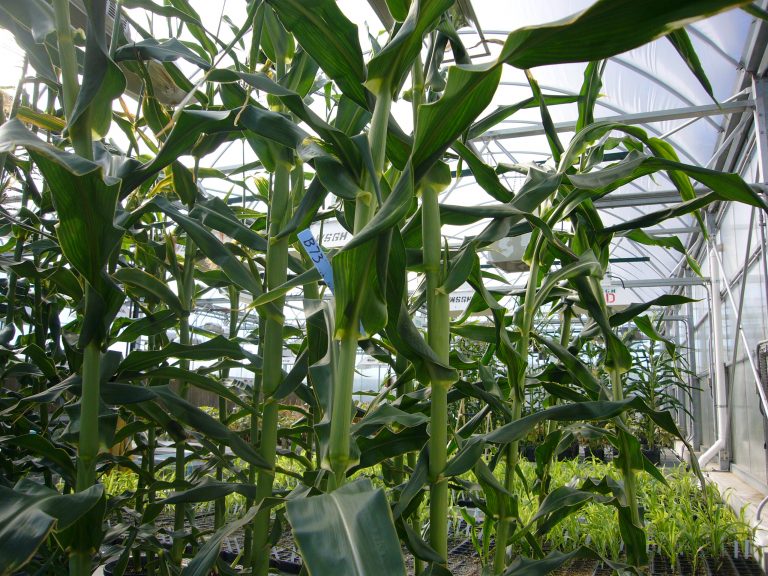 Walnut Street Greenhouse University of WisconsinMadison